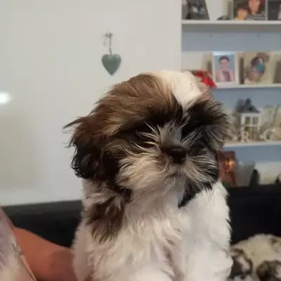 Bild aus Cotirlet Gheorghe  in Hessen, wo unsere Shih Tzu-Hunde in einer liebevollen Umgebung aufwachsen.