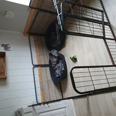 Bild aus Rotellini's  in Niedersachsen, wo unsere Mops-Hunde in einer liebevollen Umgebung aufwachsen.