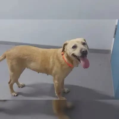 Elli
