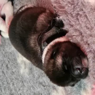 Bild aus On the highest in Baden-Württemberg, wo unsere Amerikanischer Akita-Hunde in einer liebevollen Umgebung aufwachsen.