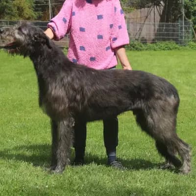 Foto des M-Wurf von Irish Wolfhound in Dahmraks Irish Wolfhounds, aufgenommen in Bayern.