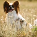 Foto der Rasse Kontinentaler Zwergspaniel (Papillon)
