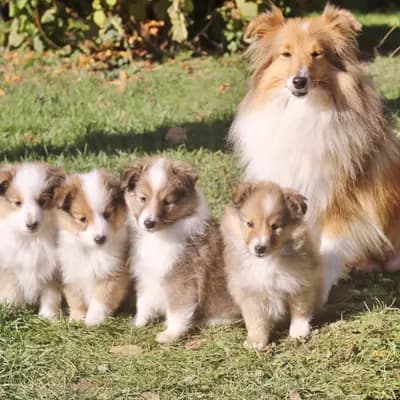 Bild aus Sarah's Dream Shelties & Collies in Bayern, wo unsere Shetland Sheepdog-Hunde in einer liebevollen Umgebung aufwachsen.