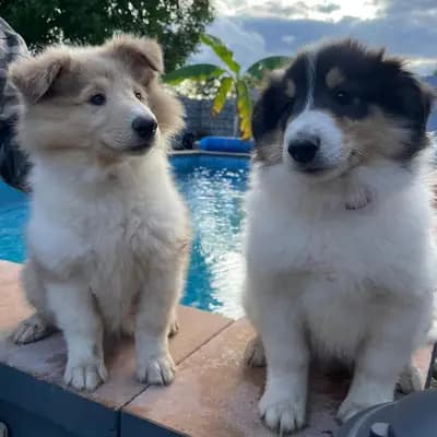 Galerie-Bild von Collie of Golden Gate  in Baden-Württemberg, mit Eindrücken unserer Amerikanischer Collie-Zucht.