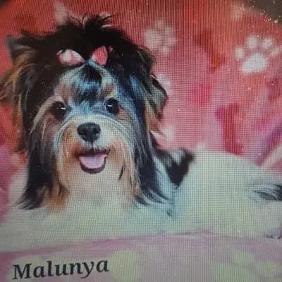 Foto von Malunya, einem Biewer Terrier-Elternhund in Bayern.