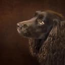 Foto der Rasse Boykin Spaniel