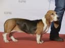 Foto der Rasse Basset Artesien Normand