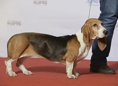 Basset Artesien Normand – Hunderasse