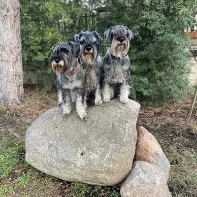 Galerie-Bild von Hundezucht von den Kalkseehexen in Brandenburg, mit Eindrücken unserer Schnauzer-Zucht.