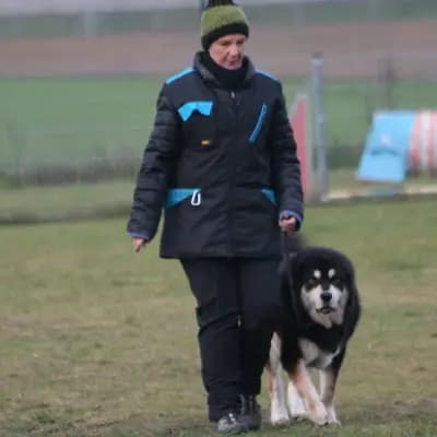 Galerie-Bild von Kalyani´s in Niederösterreich, mit Eindrücken unserer Do Khyi-Zucht.
