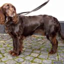 Foto der Rasse Deutscher Wachtelhund