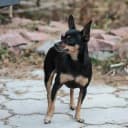 Foto der Rasse American Toy Terrier