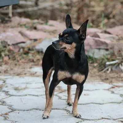 American Toy Terrier – Hunderasse