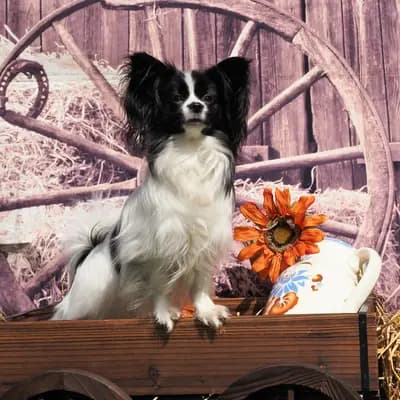 Foto von Luna, einem Kontinentaler Zwergspaniel (Papillon)-Elternhund in Hamburg.