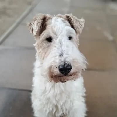Franzi – fox-terrier