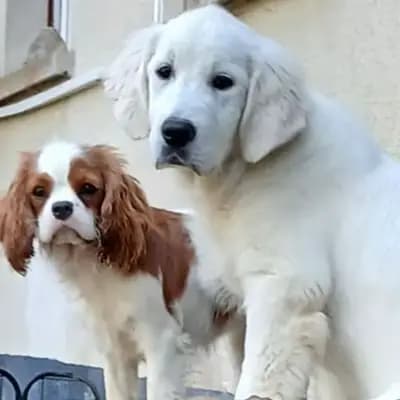 Golden Retriever Welpen – Golden Retriever Welpe, Bayern, 由...饲养 Golden Retriever und Labrador Retriever Zucht seit 1996.