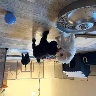 Bild aus von Vivian’s Rasselbande  in Brandenburg, wo unsere Deutscher Boxer-Hunde in einer liebevollen Umgebung aufwachsen.