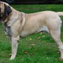 Foto der Rasse Mastiff