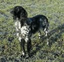 Foto der Rasse Großer Münsterländer Vorstehhund