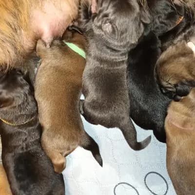 Galerie-Bild von Hundezucht von dem grünen Felde in Niedersachsen, mit Eindrücken unserer Do Khyi-Zucht.