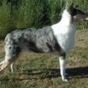Foto der Rasse Collie (Kurzhaar)