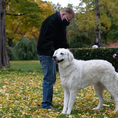Galerie-Bild von Wigdalir Kuvasz Zucht nur mit Ungarischen Linien in Niedersachsen, mit Eindrücken unserer Kuvasz-Zucht.