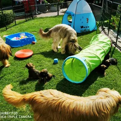 Bild aus Wäller aus der Obergrafschaft  in Niedersachsen, wo unsere Wäller-Hunde in einer liebevollen Umgebung aufwachsen.