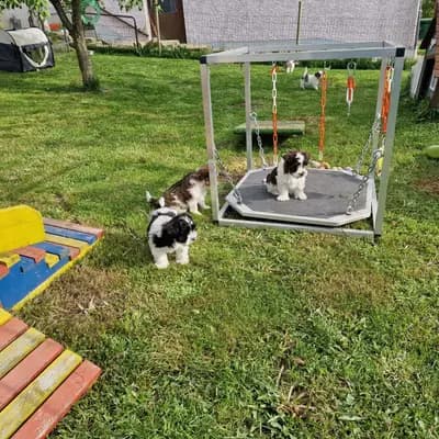Bild aus American Schnauzer vom Pegnitztaler Land  in Bayern, wo unsere Zwergschnauzer-Hunde in einer liebevollen Umgebung aufwachsen.