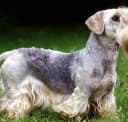 Foto der Rasse Cesky Terrier