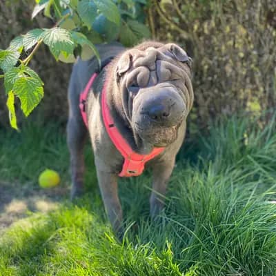 Foto von Malou, einem Shar Pei-Elternhund in Baden-Württemberg.