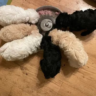 Bild aus von Vivian’s Rasselbande  in Brandenburg, wo unsere Deutscher Boxer-Hunde in einer liebevollen Umgebung aufwachsen.