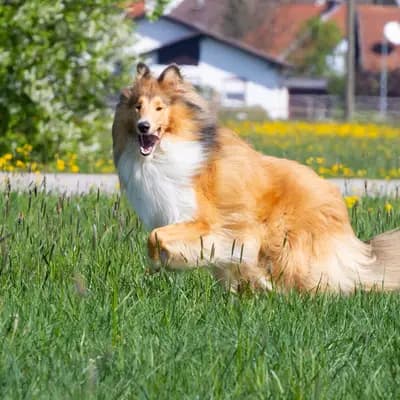 Hera