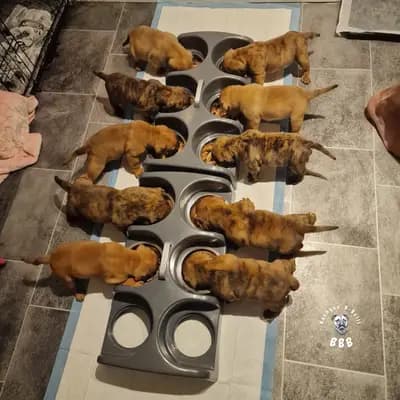 Bild aus Bachgau_B_Bulls LIEBHABER Zucht in Bayern, wo unsere Continental Bulldog (Nationale Rasse)-Hunde in einer liebevollen Umgebung aufwachsen.