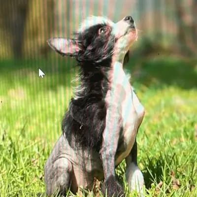 Bild aus The Bushwalker  in Niedersachsen, wo unsere Bedlington Terrier-Hunde in einer liebevollen Umgebung aufwachsen.