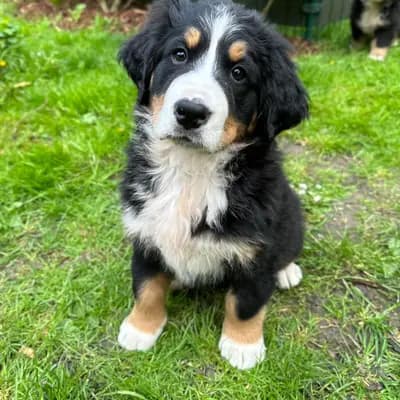 Hedi – Berner Sennenhund Welpe, Mecklenburg-Vorpommern, 由...饲养 Bernersennenhunde vom Schimmerhof 