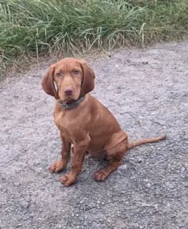 Titelbild von Von Mare Germanicum in Niedersachsen, Heimat unserer Magyar Vizsla-Zucht.