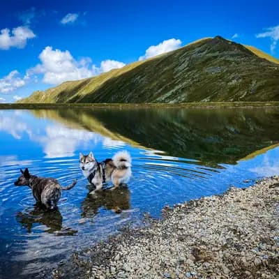 Galerie-Bild von F3 Pomsky Welpen aus privater Hundezucht in München in Bayern, mit Eindrücken unserer Pomsky-Zucht.
