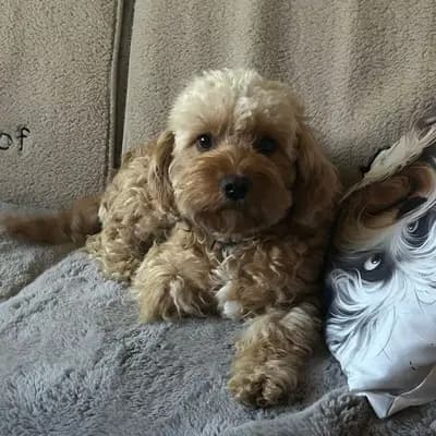 Erika Goldendoodle -Mini Hündin sucht ein Zuhause – Goldendoodle Welpe, Thüringen, 由...饲养 1. Maltipoo Zucht in Thüringen