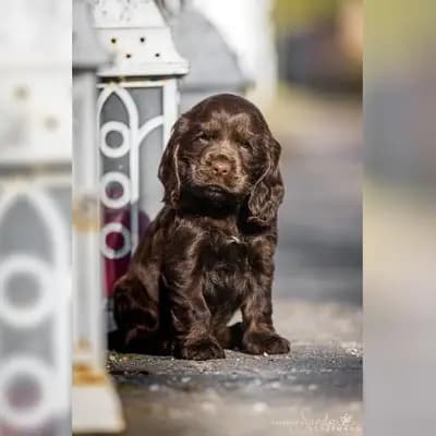 Englisch Cocker Spaniel Welpen aus Liebhaberzucht seit 2007 1 Rüde sucht – English Cocker Spaniel Welpe, Brandenburg, 由...饲养 English cocker spaniel