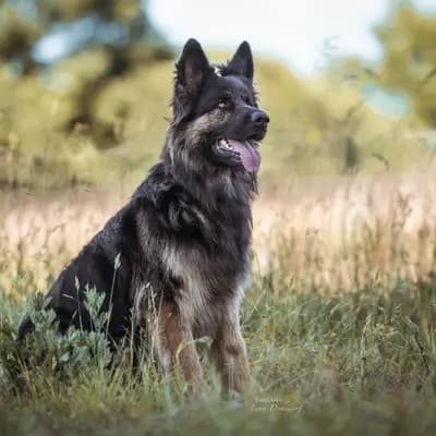 V-Wurf am 13.08.2024 – 老德国牧羊犬 Wurf, Schleswig-Holstein, 由...饲养 Altdeutsche Schäferhunde vom Kreuzkamp 