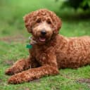 Foto der Rasse Labradoodle (Labrador x Pudel)