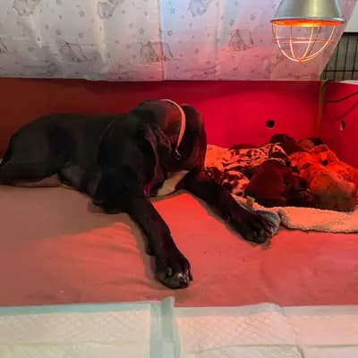 Bild aus von der Edelruh  in Bayern, wo unsere Deutsche Dogge-Hunde in einer liebevollen Umgebung aufwachsen.