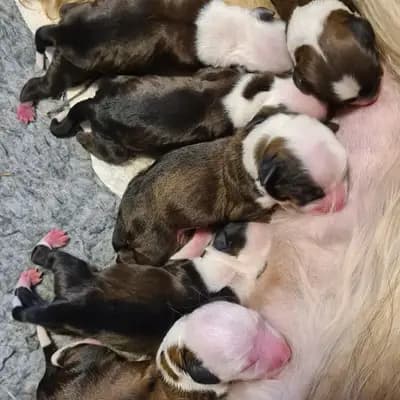 Galerie-Bild von von Rmi.lam Khyi in Niedersachsen, mit Eindrücken unserer Tibet Terrier-Zucht.