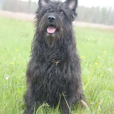 Foto von Hasenhirsch Gretel, einem Bouvier des Ardennes-Elternhund in Bayern.