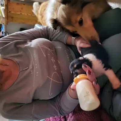 Bild aus Vom Sonnenhof  in Rheinland-Pfalz, wo unsere Collie (Langhaar)-Hunde in einer liebevollen Umgebung aufwachsen.