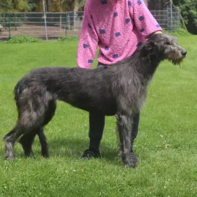 Galerie-Bild von Dahmraks Irish Wolfhounds in Bayern, mit Eindrücken unserer Irish Wolfhound-Zucht.
