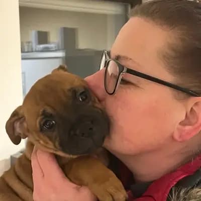 Galerie-Bild von MeinHeart Staff’s  in Sachsen, mit Eindrücken unserer Staffordshire Bull Terrier-Zucht.