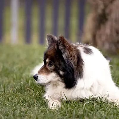Bild aus Niemandsländer-aus-der-Rosenstadt in Baden-Württemberg, wo unsere Niemandsländer-Hunde in einer liebevollen Umgebung aufwachsen.