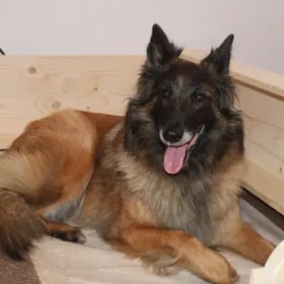 Foto von Hasari de la Hacienda Pura Vida, einem Tervueren-Elternhund in Thüringen.