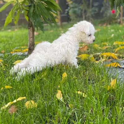 Bild aus von Vivian’s Rasselbande  in Brandenburg, wo unsere Deutscher Boxer-Hunde in einer liebevollen Umgebung aufwachsen.